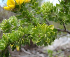 Aspalathus securifolia