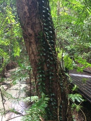 Freycinetia scandens