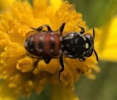 Holcopasites calliopsidis