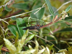 Bibio palliatus