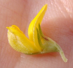 Aspalathus securifolia