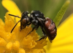 Holcopasites calliopsidis