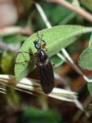 Bibio palliatus