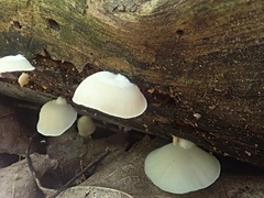 Crepidotus malachius