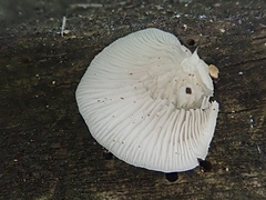 Crepidotus malachius