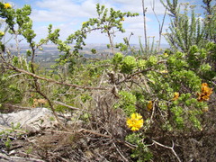 Aspalathus securifolia