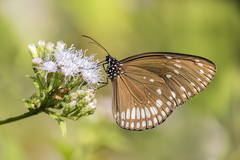 Euploea klugii