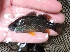 Lepomis gibbosus × cyanellus