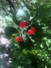 Lonicera
