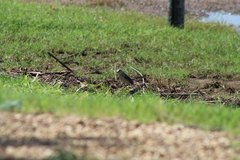 Mimus polyglottos polyglottos