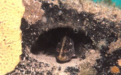 Hypoplectrodes nigroruber