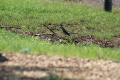 Mimus polyglottos polyglottos