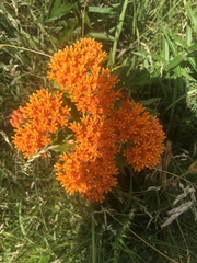 Asclepias tuberosa