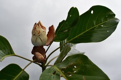 Magnolia perezfarrerae