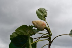 Magnolia perezfarrerae