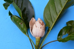 Magnolia perezfarrerae