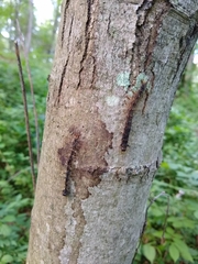 Entomophaga maimaiga