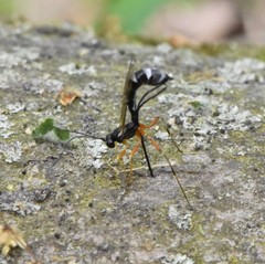 Rhyssella nitida