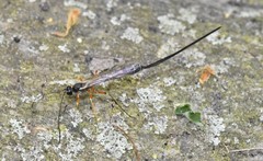 Rhyssella nitida