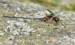 Rhyssella nitida
