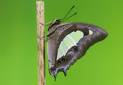 Polyura bharata