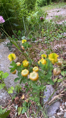 Trifolium aureum
