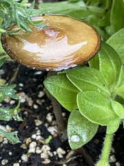 Amanita fulva