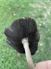 Amanita fulva