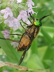 Chrysops relictus