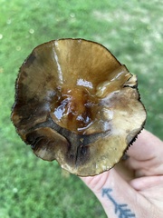 Amanita fulva