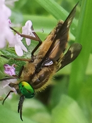 Chrysops relictus