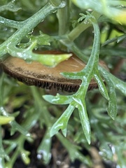Amanita fulva