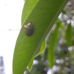 Eurypepla brevilineata