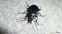 Carabus convexus
