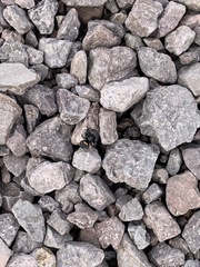 Paraphidippus basalis