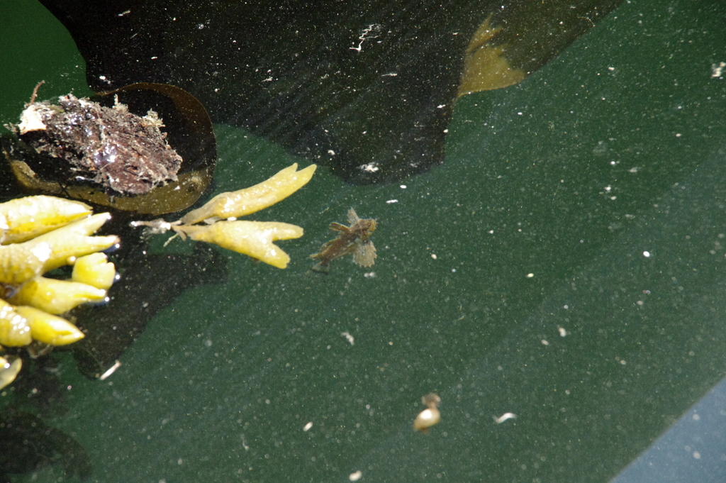 Silverspotted Sculpin