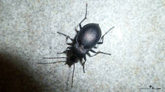 Carabus convexus