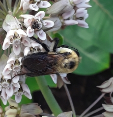 Bombus griseocollis