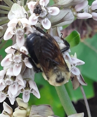 Bombus griseocollis