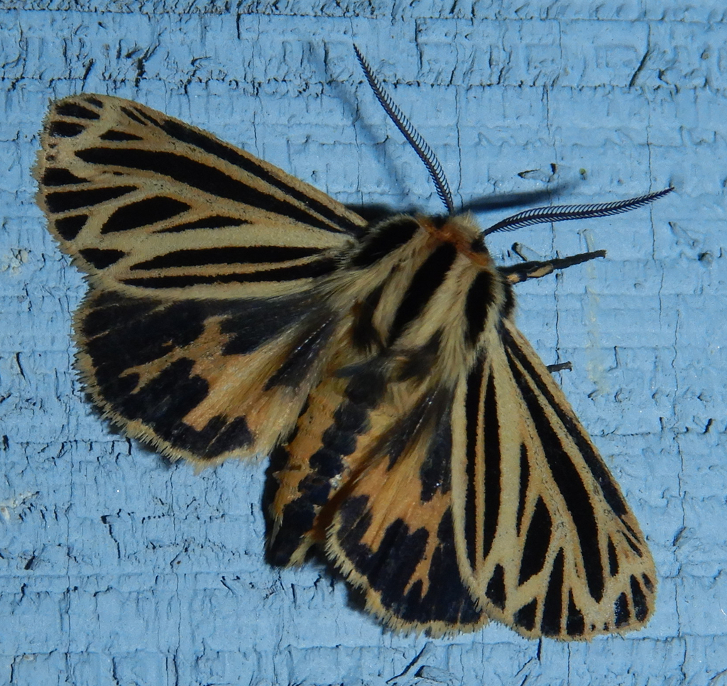 Little Virgin Tiger Moth