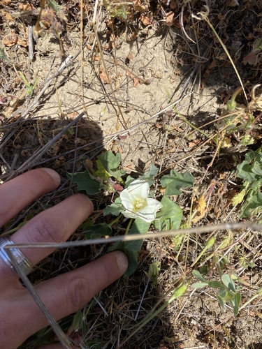 iNaturalist observation photo of flowering plants