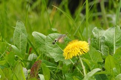 Macroglossum stellatarum