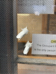 Euproctis chrysorrhoea