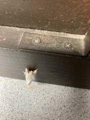 Euproctis chrysorrhoea