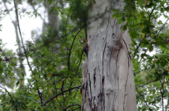 Platycercus icterotis