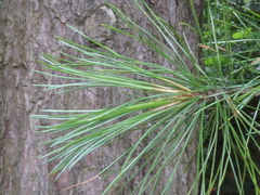 Pinus cembra