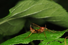 Tanyptera