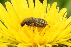 Oxythyrea funesta