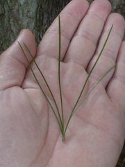 Pinus cembra