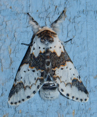 Furcula scolopendrina